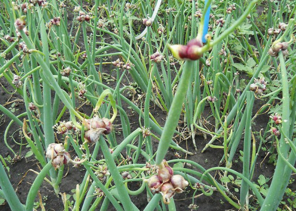 Тонкости выращивания необычного многоярусного лука